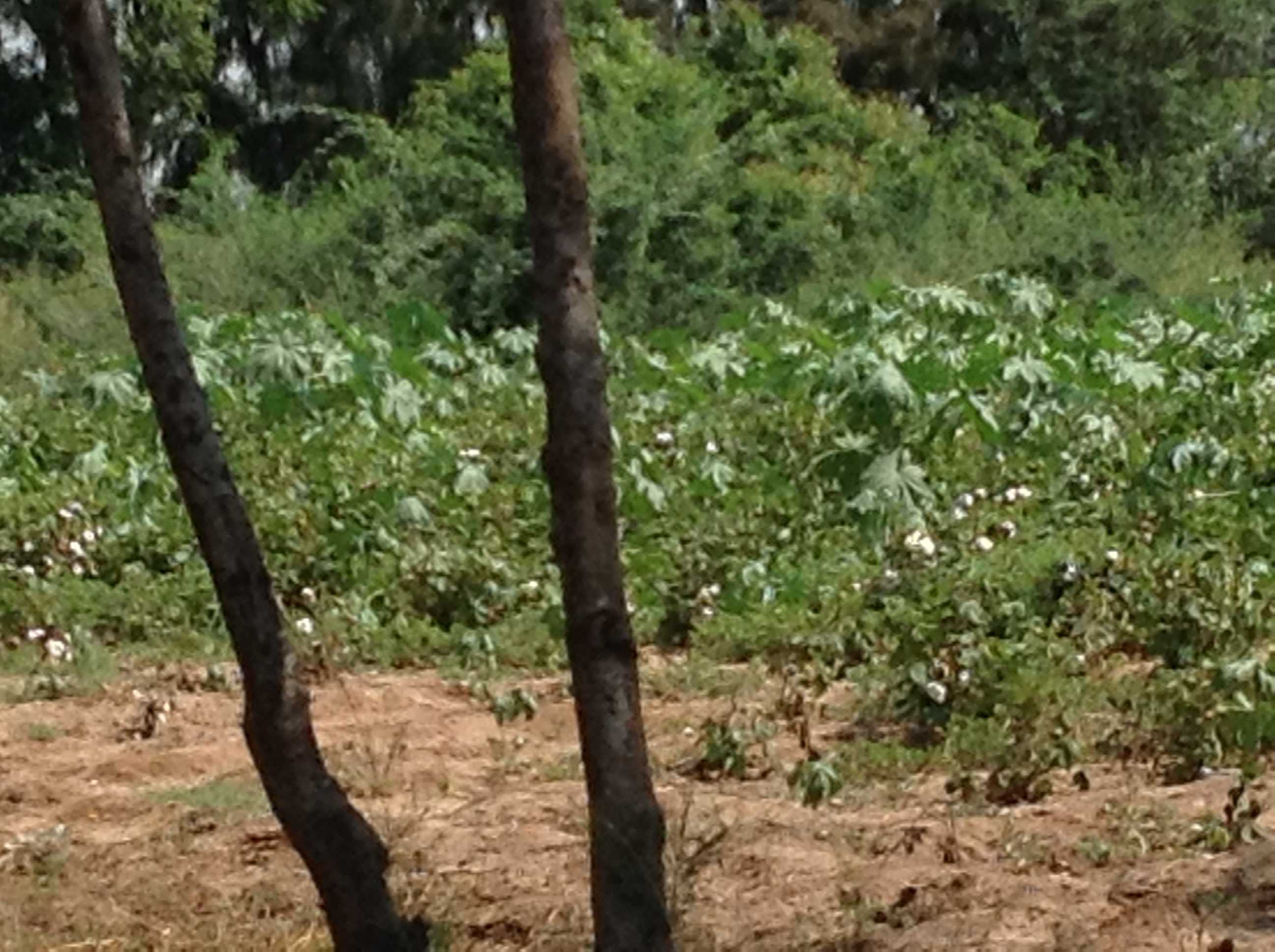 Farm