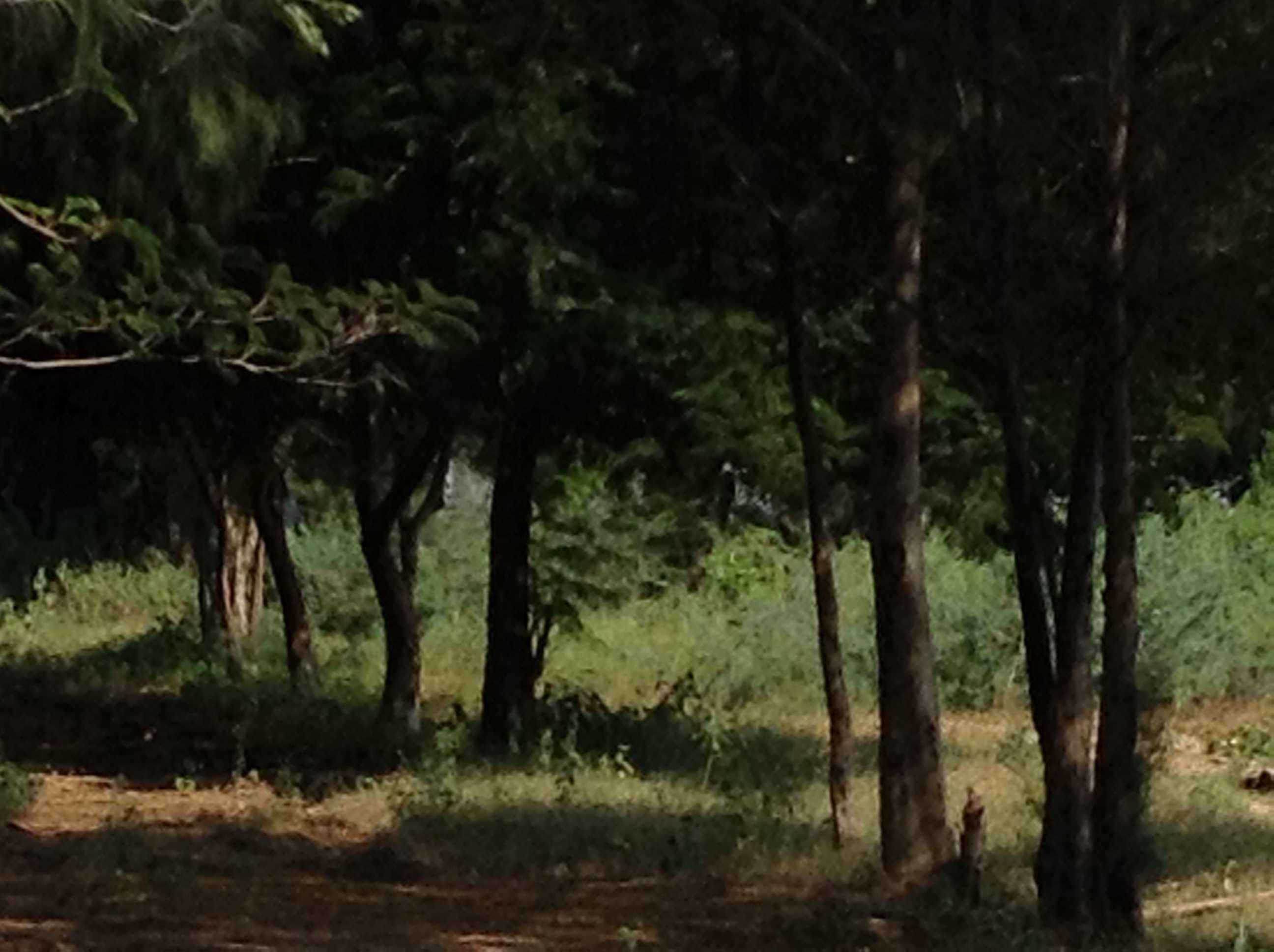 Farm