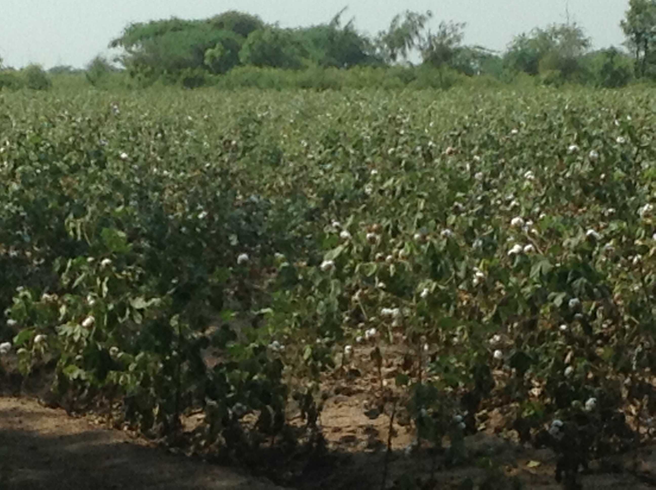 Farm
