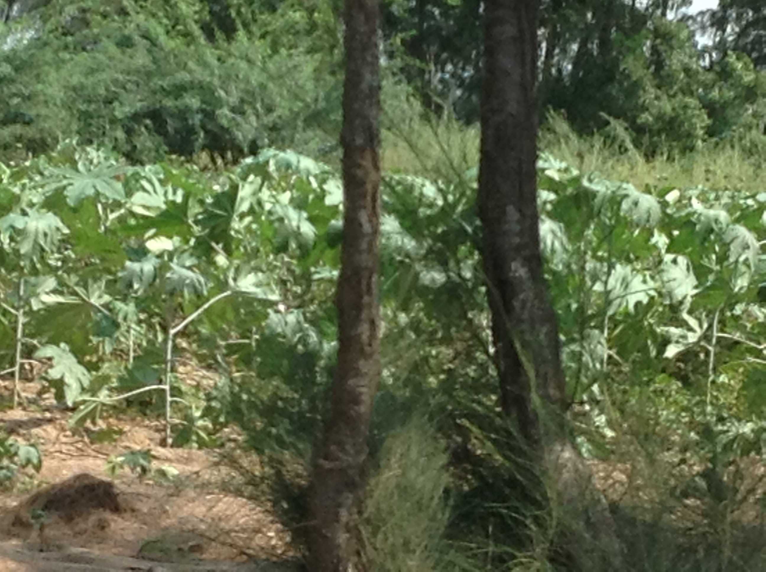 Farm