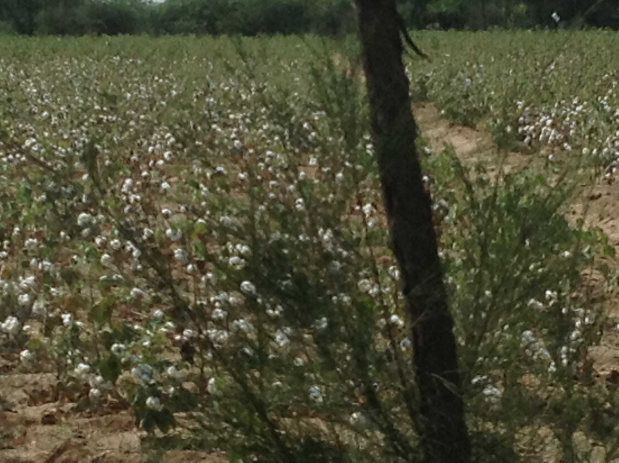 Farm