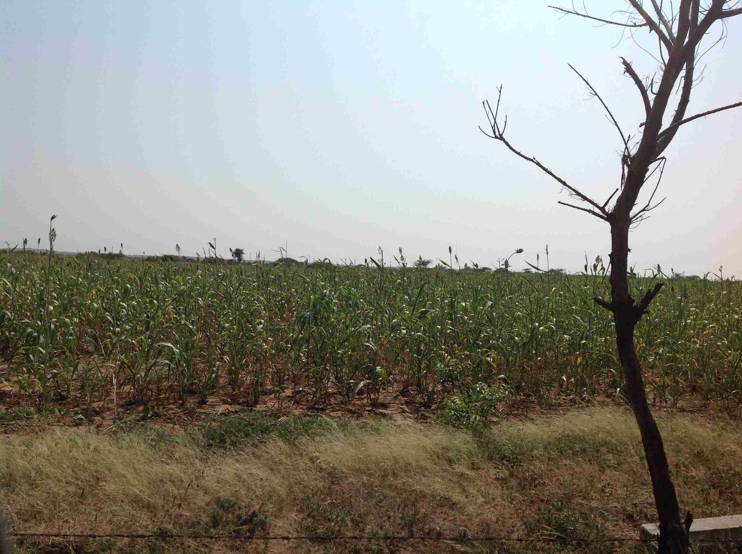 Farm