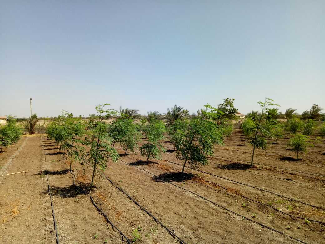 Farm