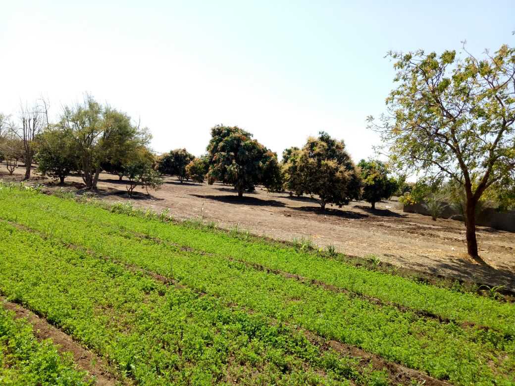 Farm