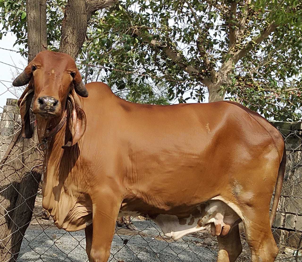 Farm