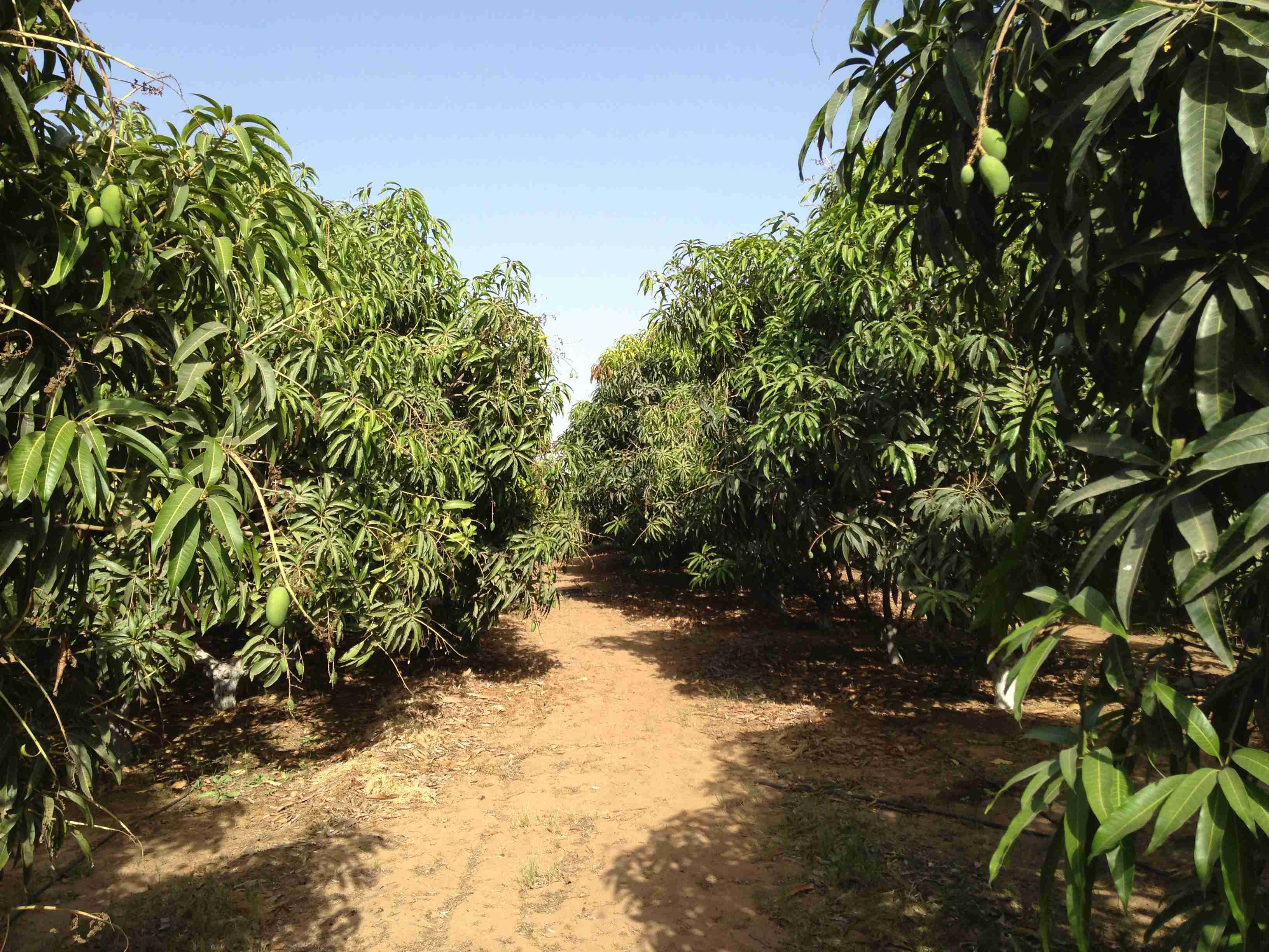 Farm