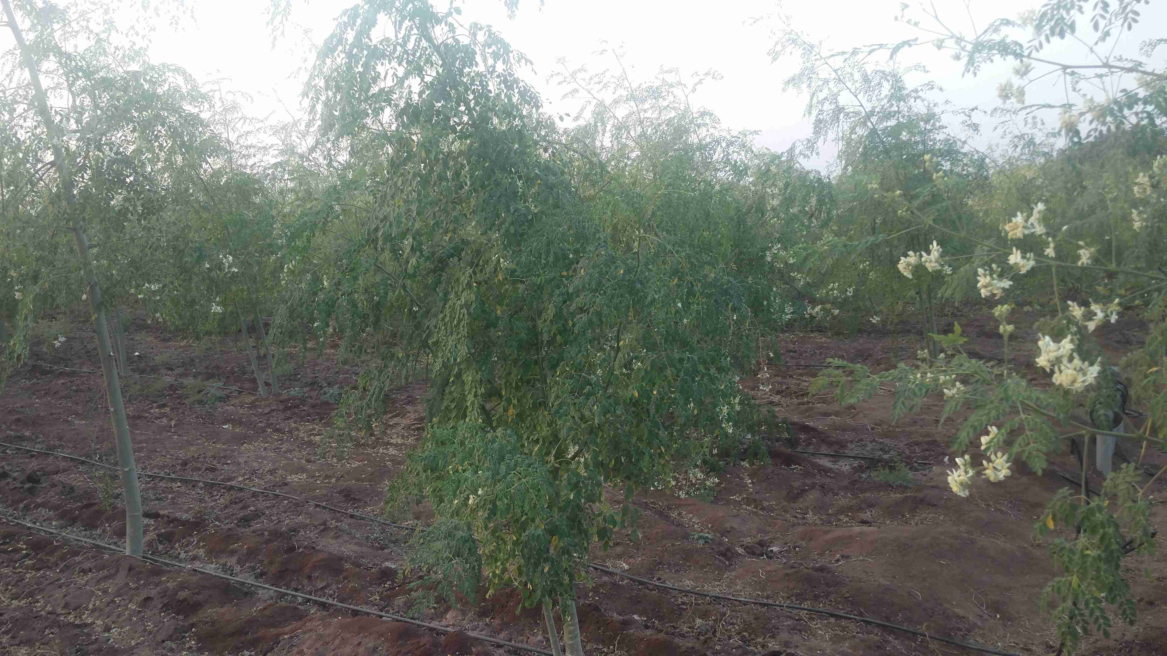 Farm