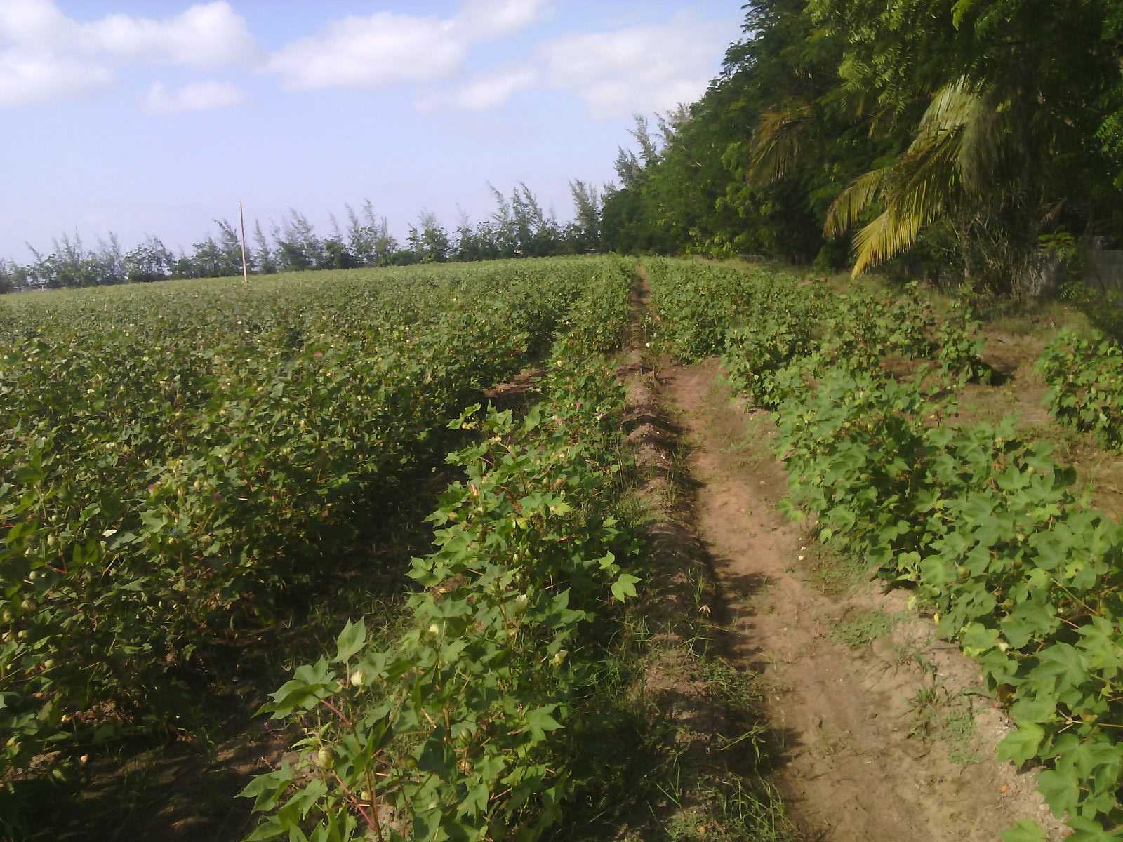 Farm