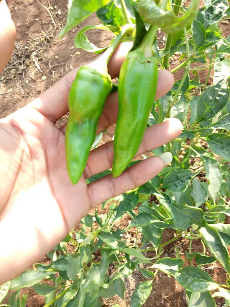 Farm