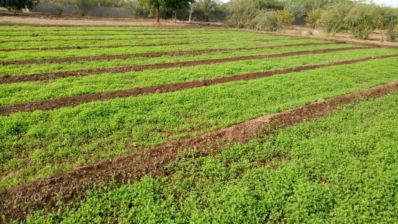 Farm